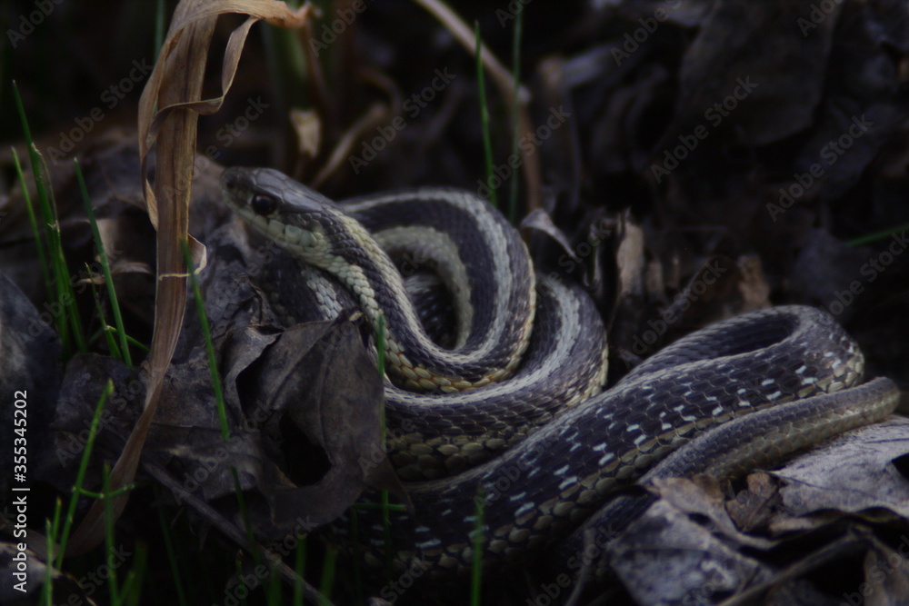 Fototapeta premium western rat snake, black rat snake, reptile, nature, animal, wildlife, grass, wild, lizard, animals, viper, serpent, adder, green, reptiles, scales, snakes, black, forest, tongue, eye, scale