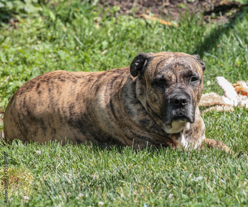 Pit Mastiff Laying in the Grass Looking at Camera © Kayla