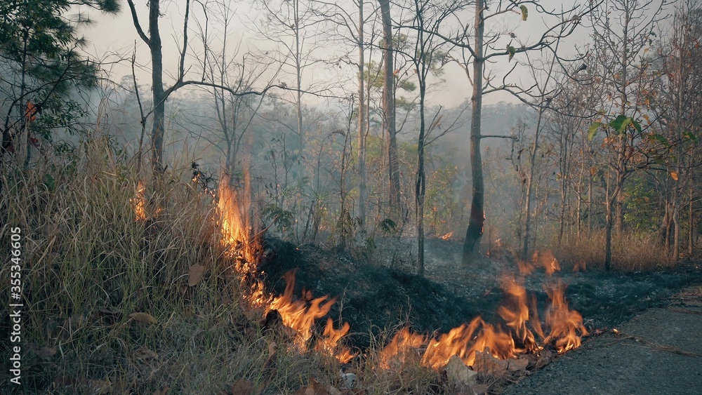 Bushfire near road in national park. Climat change crisis. Forest wildfire in dry season. Fotage 4k Bushfire near road in national park. Climat change crisis. Forest wildfire in dry season. Fotage 4k