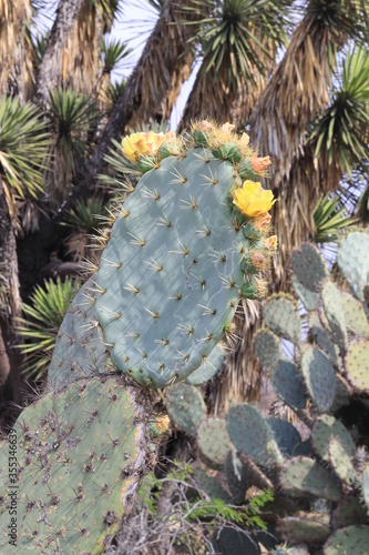 close up a flor amarilla en cactus y espinas en Hidalgo Mexico photo