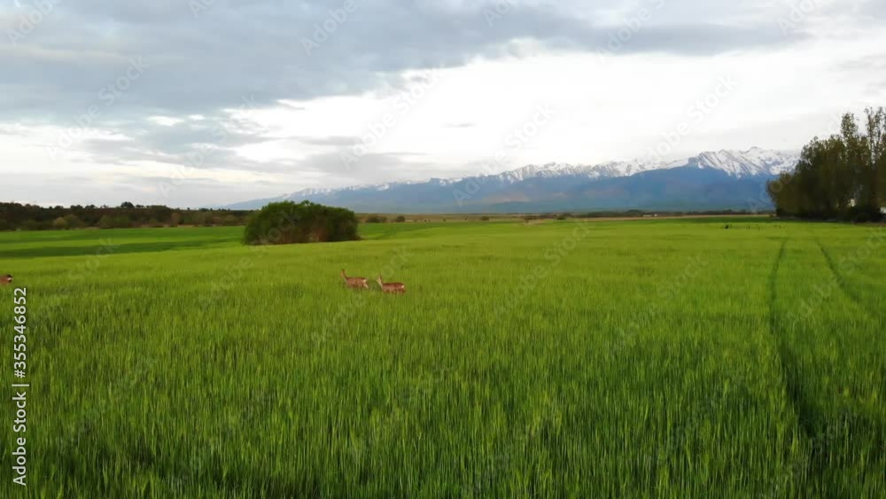 Herd of deer jumping in a green wheat field, drone footage Herd of deer jumping in a green wheat field, drone footage