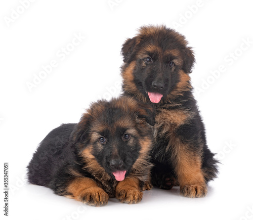 puppies german shepherd