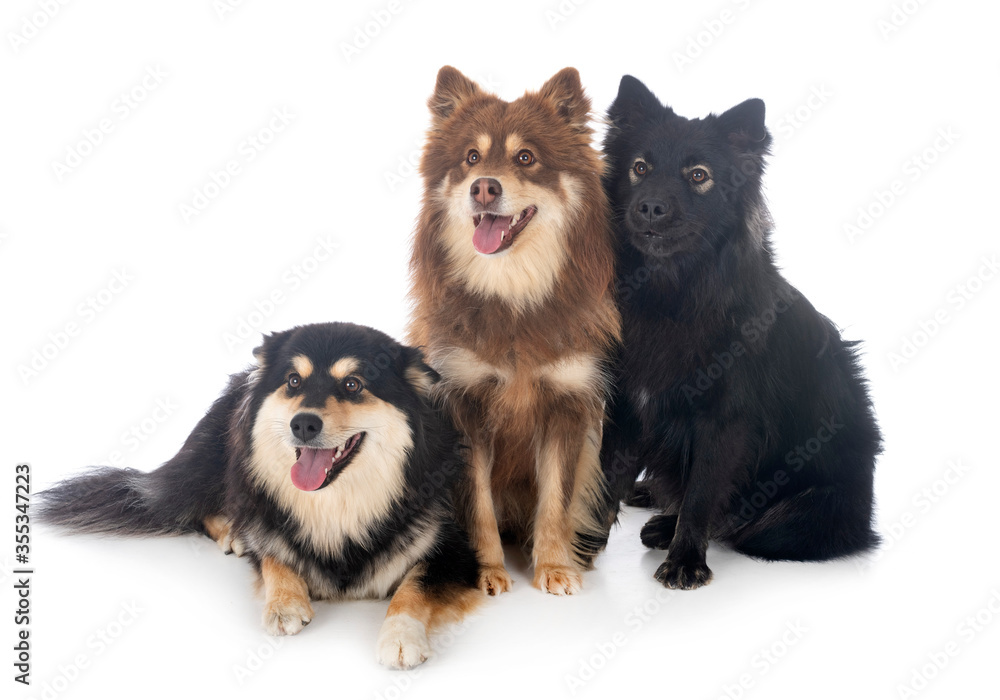 Obraz premium Finnish Lapphunds in studio