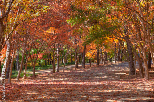 Autumn foliage at busosanseong fortress in Buyeo, Republic of Korea photo