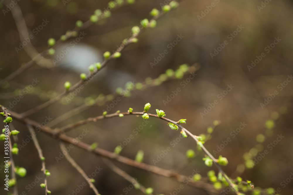 Spiraea bush with new leaves in the garden. Selective focus. Spiraea bush with new leaves in the garden. Selective focus.