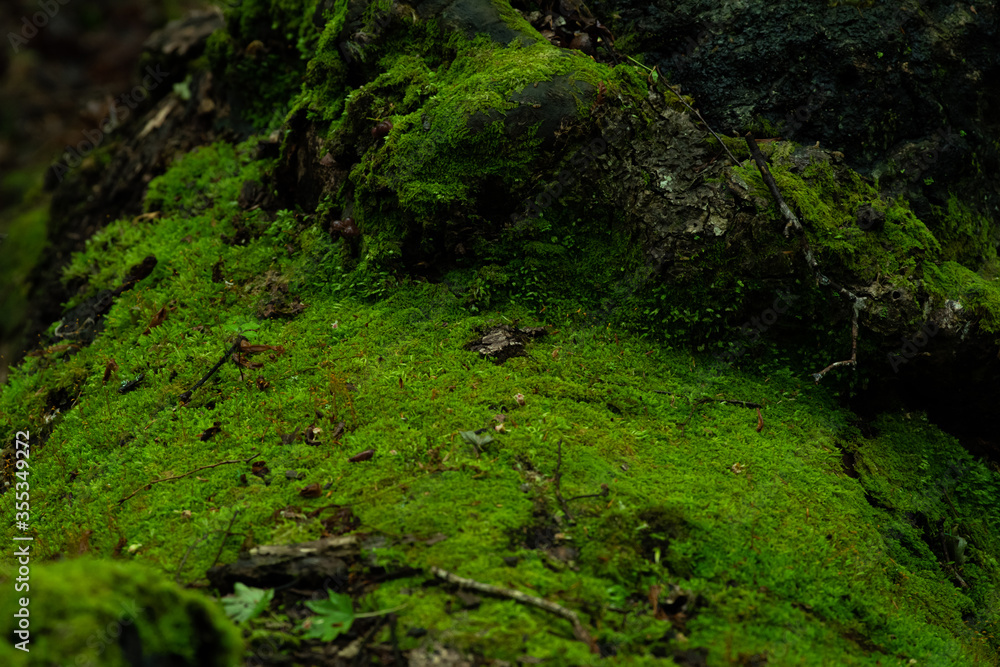 苔の森 苔の森