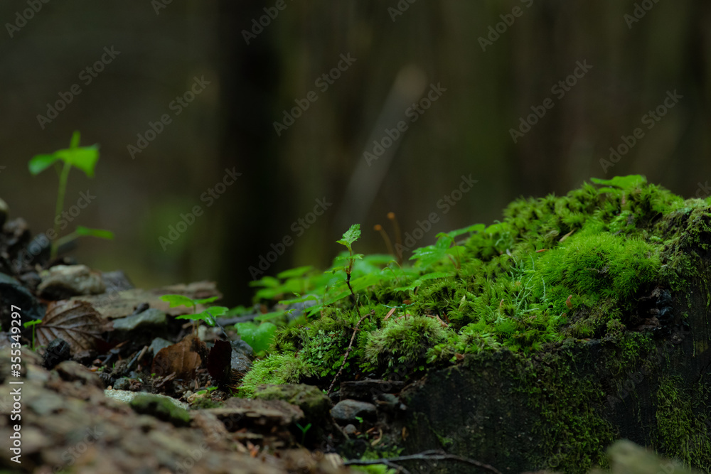 Obraz premium 苔の森