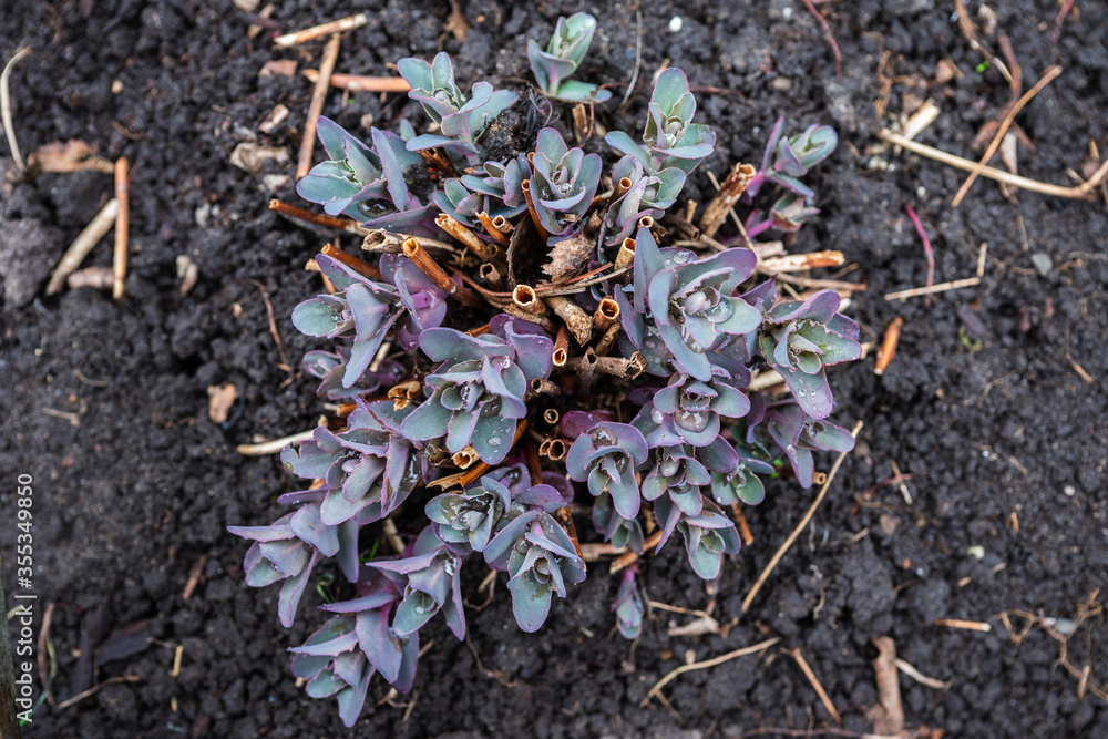 Sedum prominent (Sedum spectabile) in the garden. Shallow depth of field.
Sedum prominent (Sedum spectabile) in the garden. Shallow depth of field.