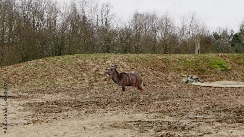 Greater Kudu walking inside of a reserve in a zoo. Wildlife concept Greater Kudu walking inside of a reserve in a zoo. Wildlife concept
