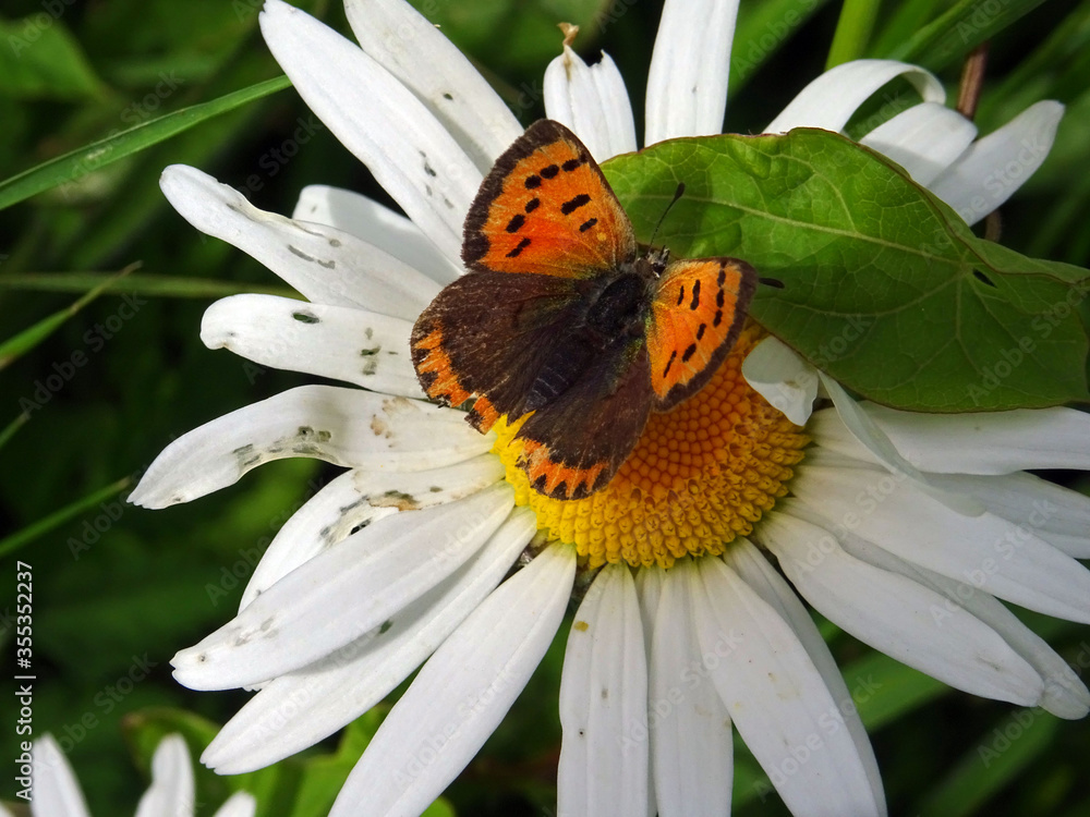 Papillon orangé