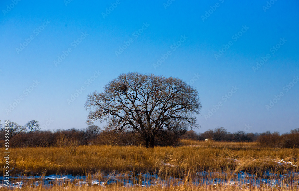 dry grass and trees dry grass and trees