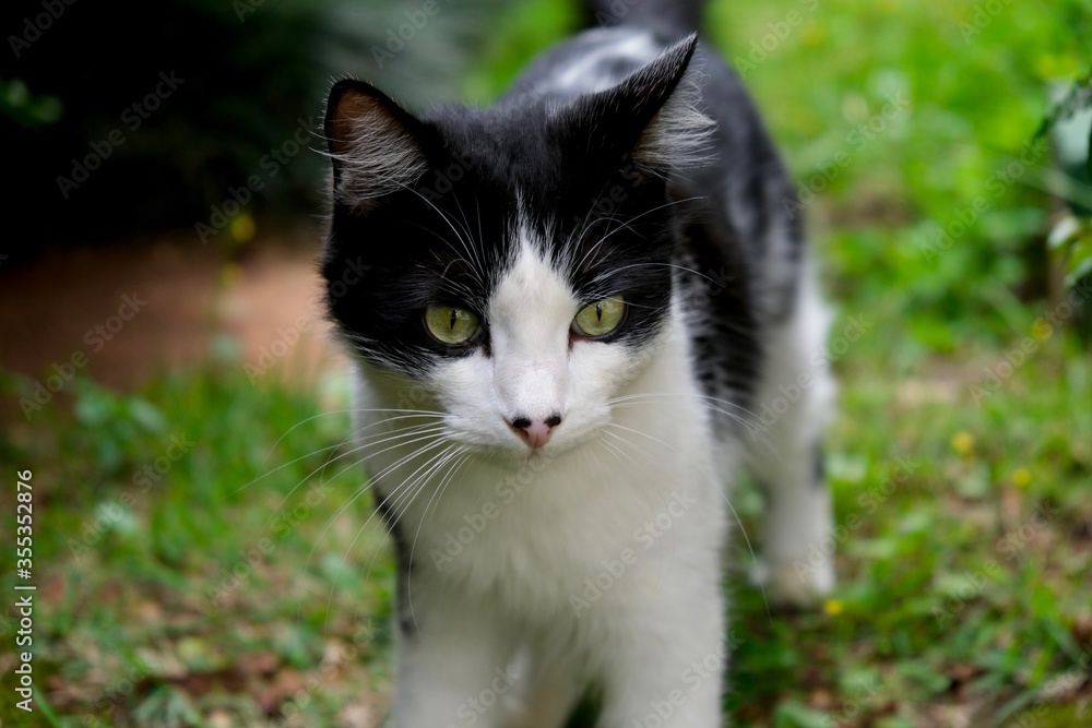 Fototapeta premium black cat with green eyes