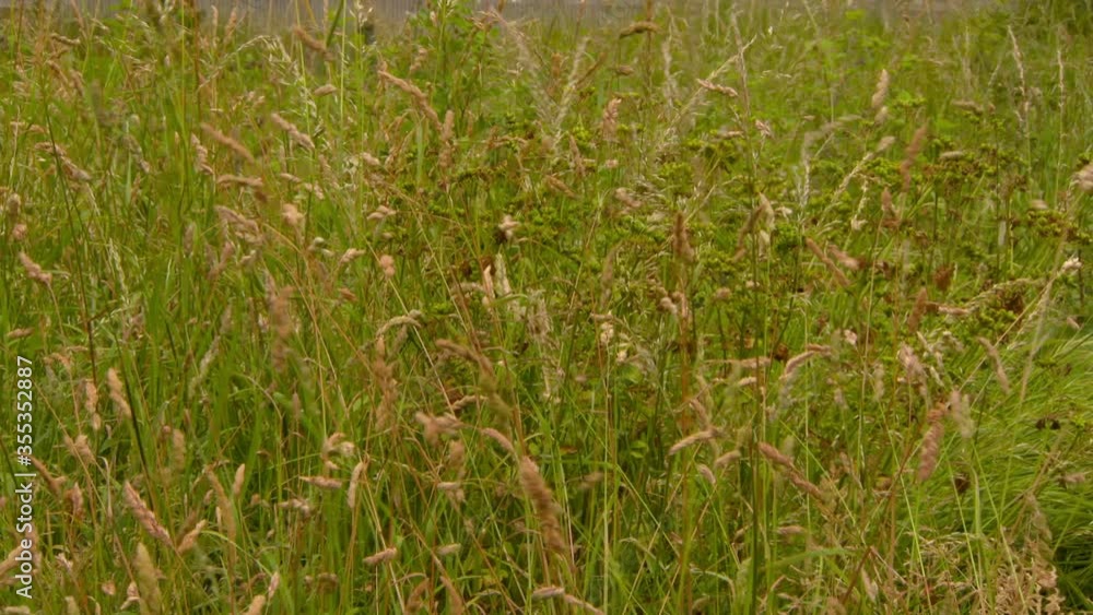 Lockdown shot of green plants blowing in wind on field - Dublin, Ireland Lockdown shot of green plants blowing in wind on field - Dublin, Ireland