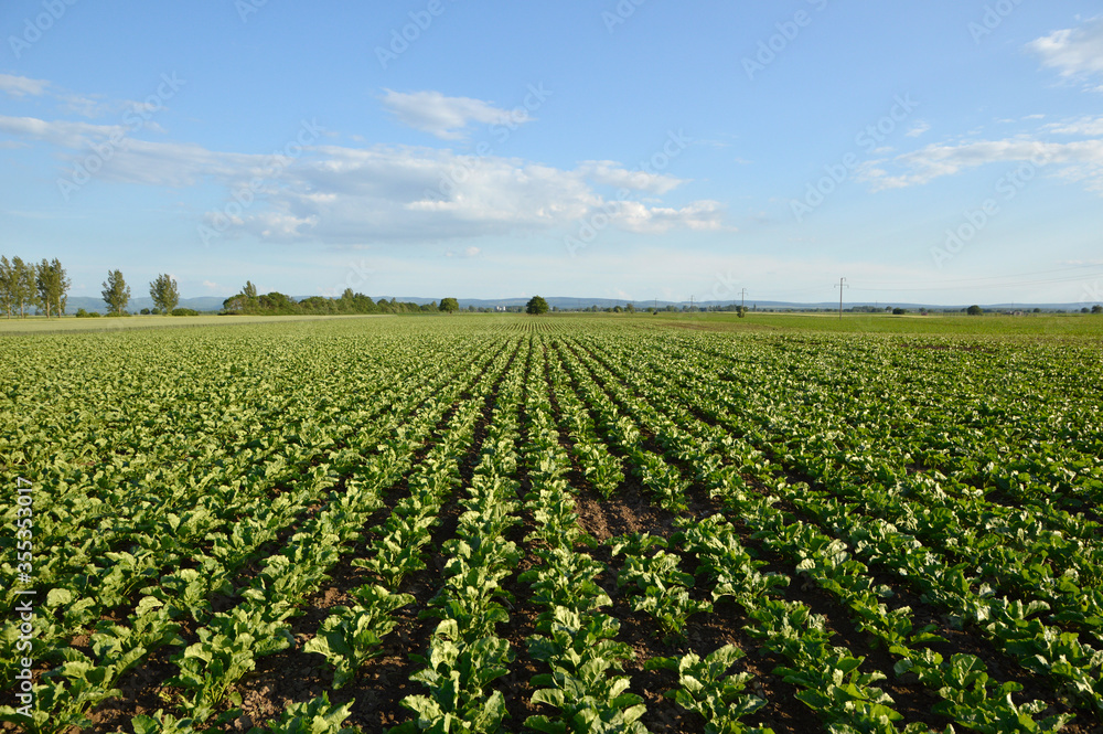 young plants of sugar beet growing in the field with blue sky in the background young plants of sugar beet growing in the field with blue sky in the background