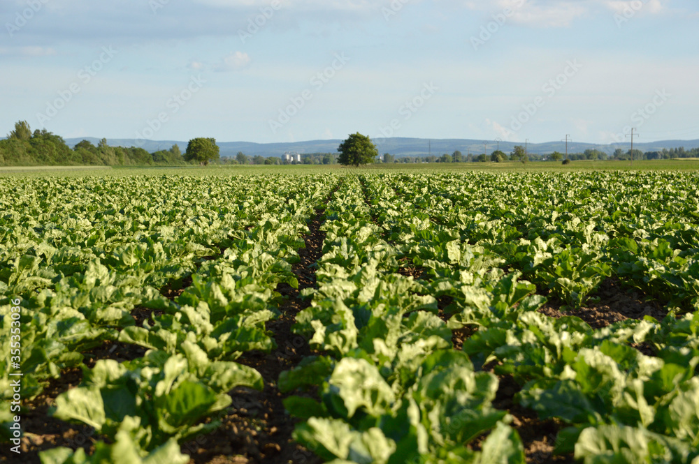 young plants of sugar beet growing in the field with blue sky in the background