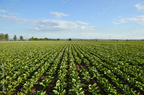 Fotobehang young plants of sugar beet growing in the field with blue sky in the background