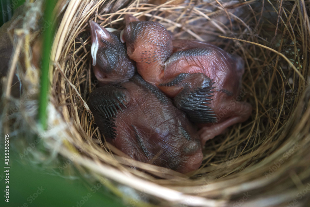New born bird without feathers. Birds sleeping in nest waiting for mother to bring food. New born bird without feathers. Birds sleeping in nest waiting for mother to bring food.