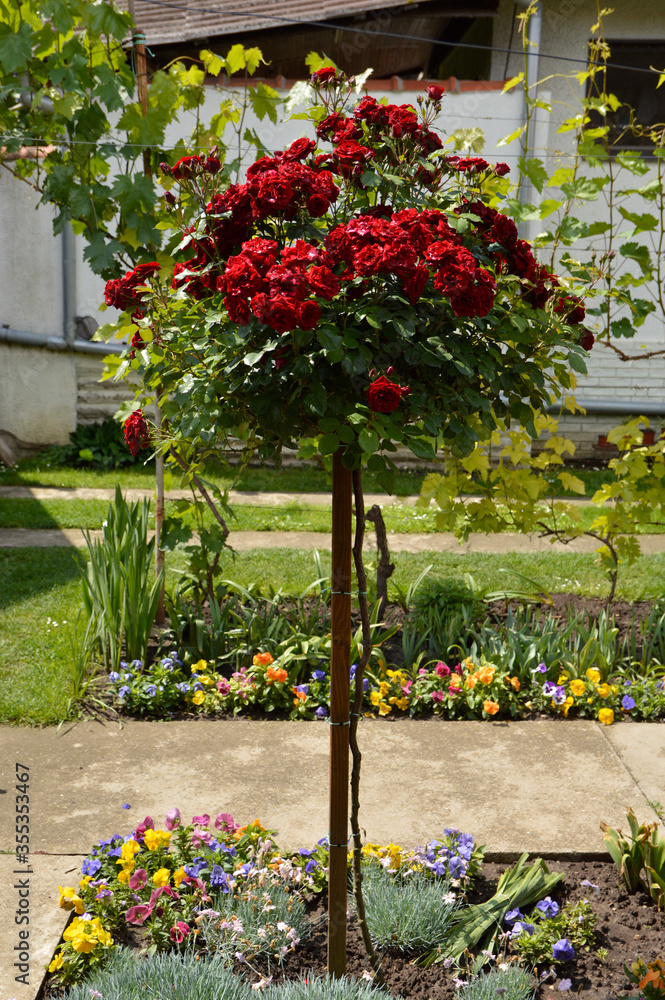 Obraz premium blooming red rose tree bush growing in the garden