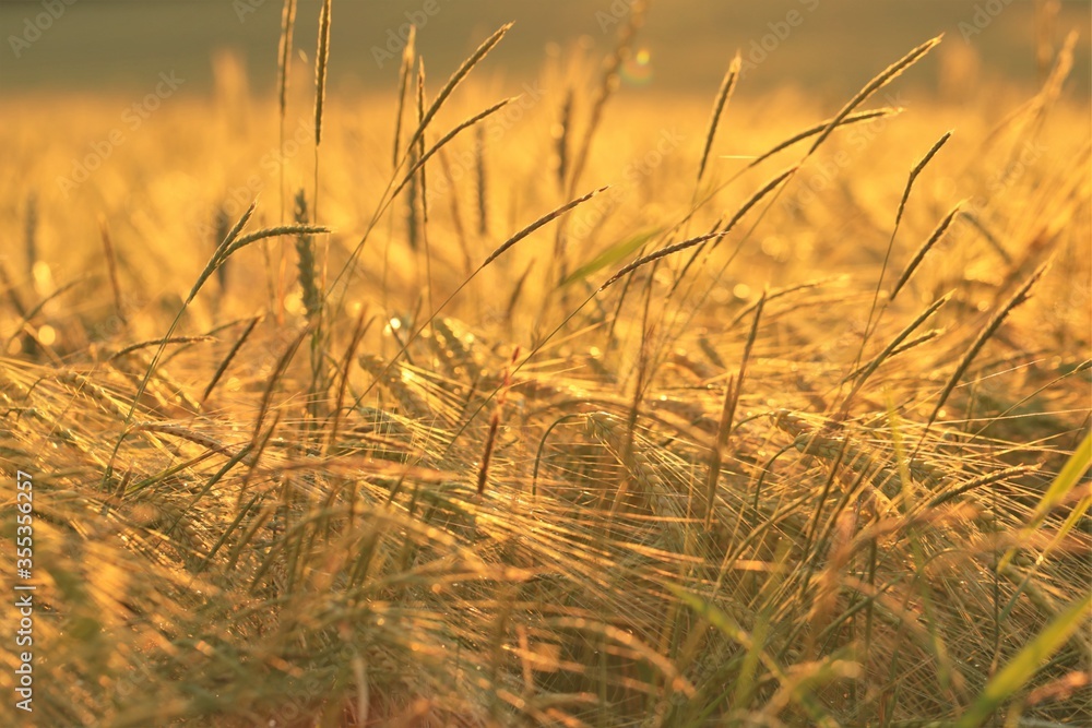 Wheat field at sunset. Ears of wheat in the sun.Agriculture and farming. Cereal cultivation.Summer nature background Wheat field at sunset. Ears of wheat in the sun.Agriculture and farming. Cereal cultivation.Summer nature background