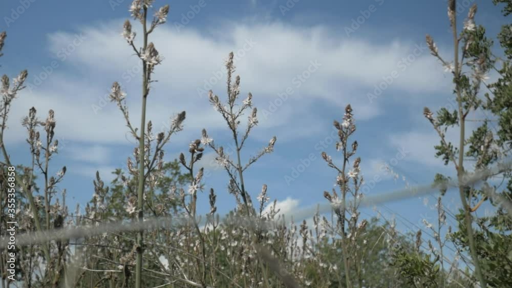 Bees flying over Plants, Pollination, Fence in front Bees flying over Plants, Pollination, Fence in front