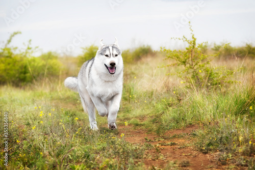 A grey and white Siberian Husky dog is running in a field in a grass. His eyes are brown and nose is dirty. There is a lot of greenery  grass  and yellow flowers around her. The sky is grey..