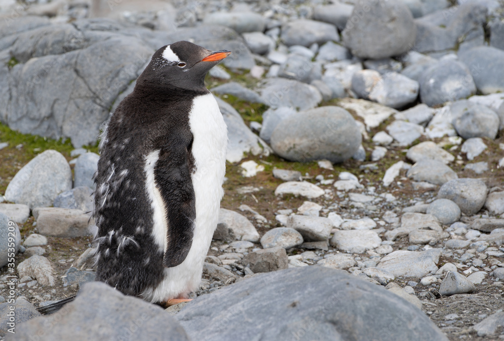 Naklejka premium Moulting adult gentoo penguin in Antarctica