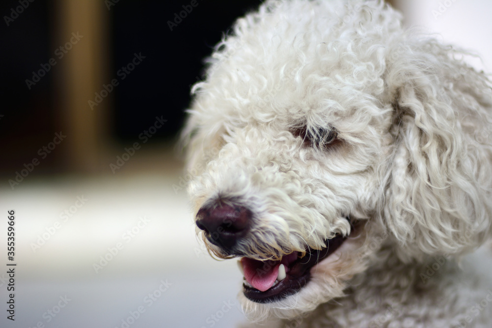 White poodle dog before bathing.