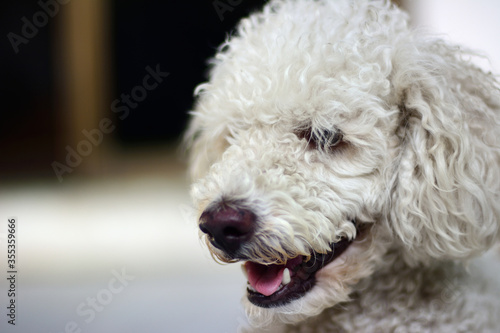 White poodle dog before bathing.