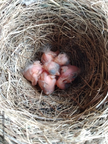 Nackte Vögel im Nest