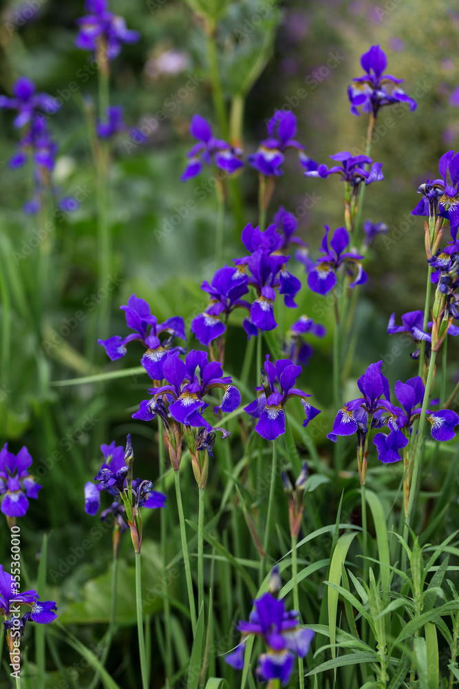 Obraz premium Blaue Wasserschwertlilie blüht im Garten