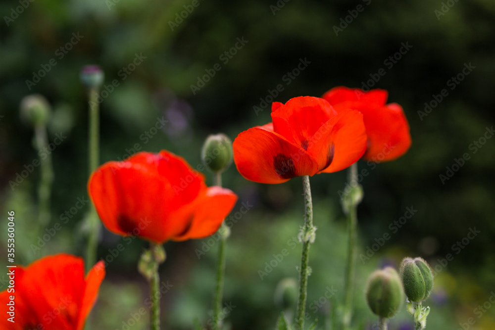 Mohnblumen blühen im Garten