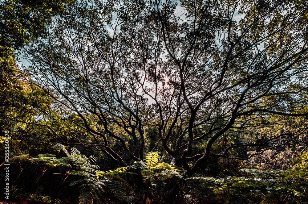Fototapeta premium tree and branches backlit by the sun