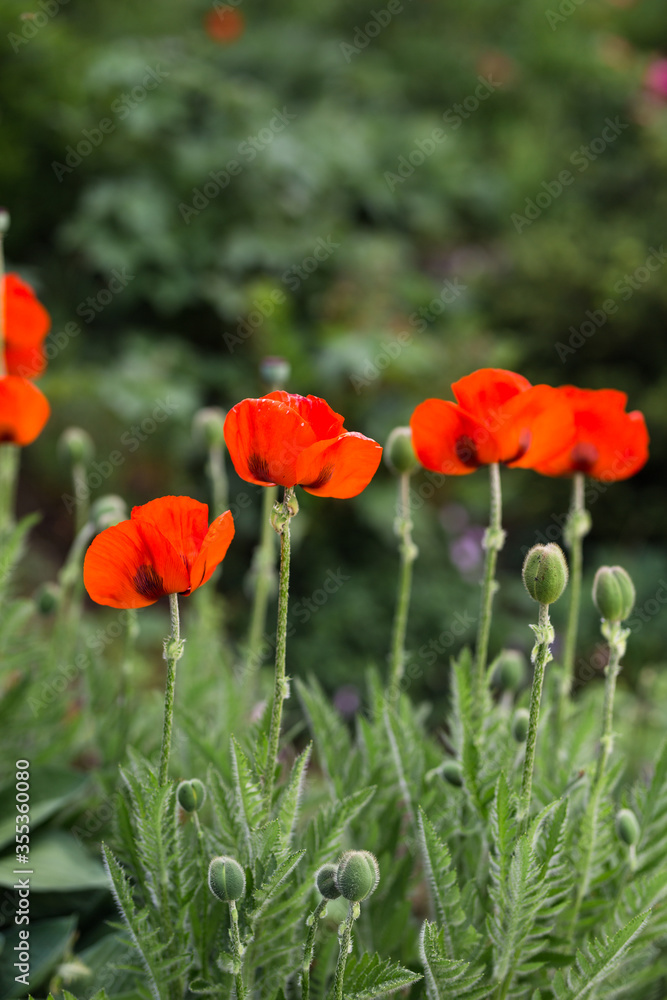 Naklejka premium Mohnblumen blühen im Garten