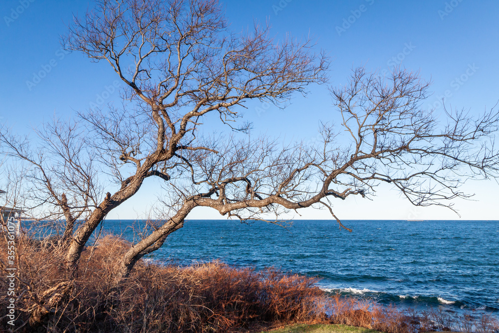 The old Tree without leaves with curved branches is standing in front of the windy cold Atlantic ocean The old Tree without leaves with curved branches is standing in front of the windy cold Atlantic ocean