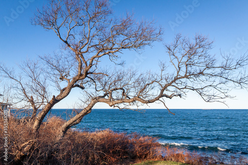 The  old Tree without leaves with curved branches is standing in front of the windy cold Atlantic ocean