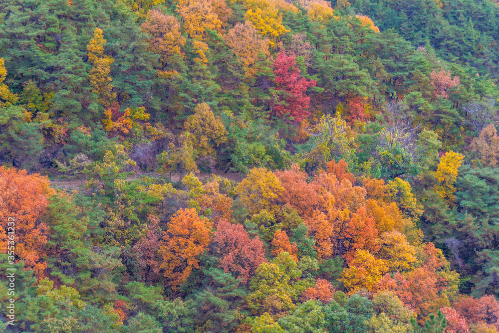 Obraz Colorful treas during autumn foliage season at Hahoe folk village in Republic of Korea