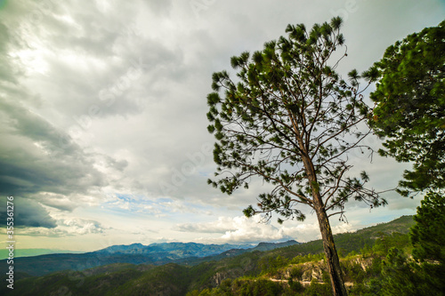 árbol con vista al valle