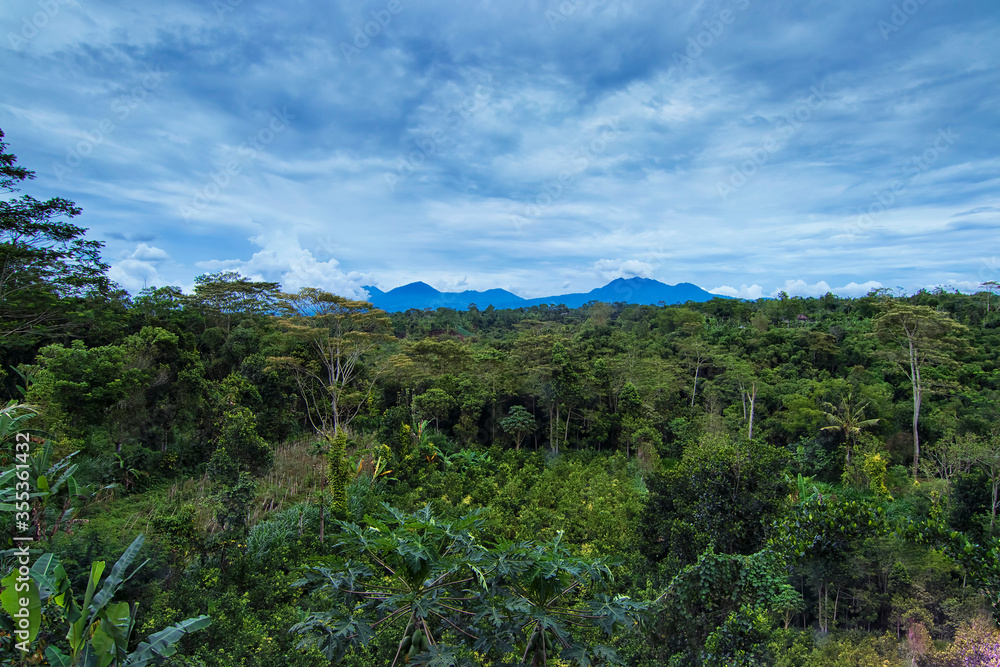 Beautiful landscape view of tropical forest of Kintamani, Bali Beautiful landscape view of tropical forest of Kintamani, Bali