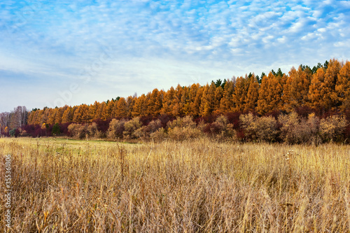 Agricultural fields after harvesting. Autumn rural landscape. Bright colors of autumn.