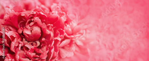 Red peony flower banner. Natural flowery backdrop with petals of peony close up. Macro photography. Selective focus.