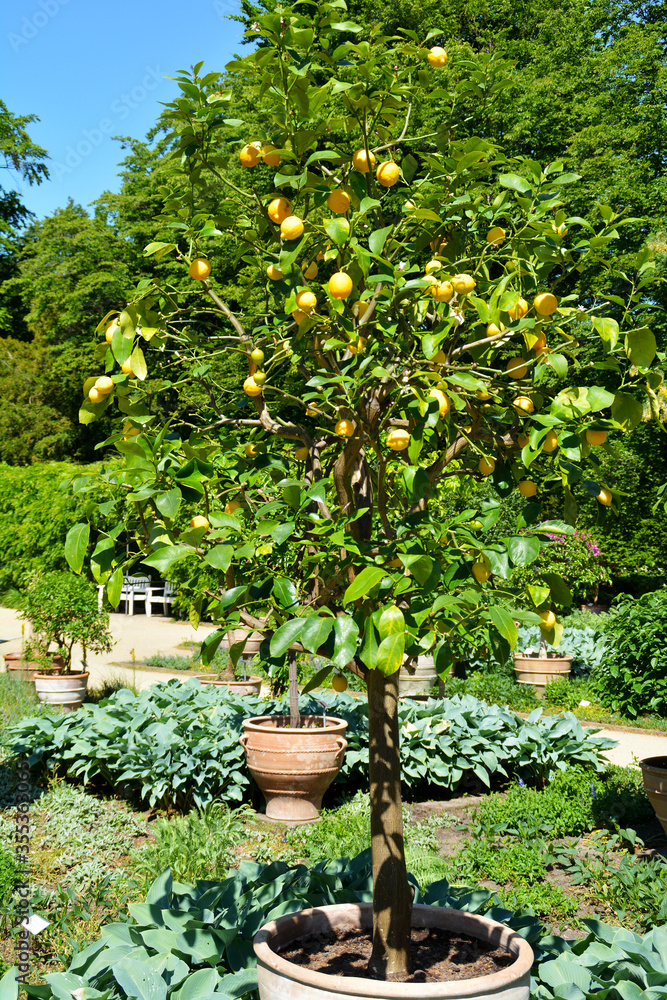 Obraz premium frische gelbe Zitronen mit grünen Blättern, Zitronenbaum in einem Topf, Zitronenbäumchen, Botanischer Garten in Gütersloh, Zitronen, lemon