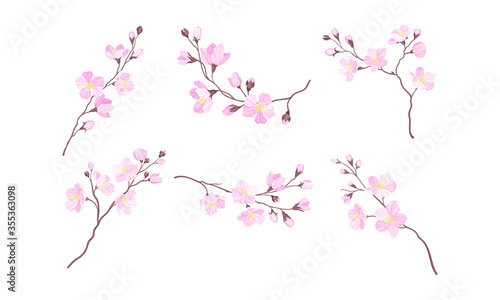 Blooming Cherry Branches with Tender Pink Flower Blossoms Vector Set