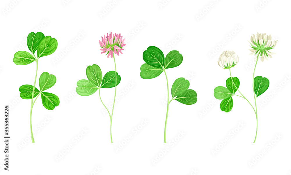 Clover or Trefoil with Dense Spike of Purple and White Flower and Trifoliate Leaves Vector Set