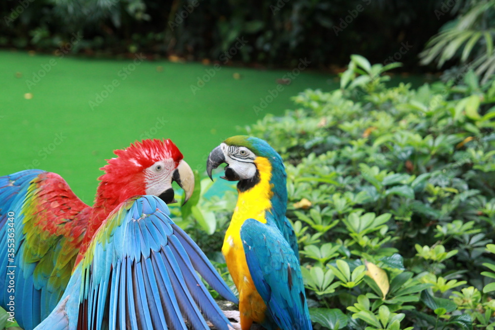 Obraz premium blue and yellow macaw