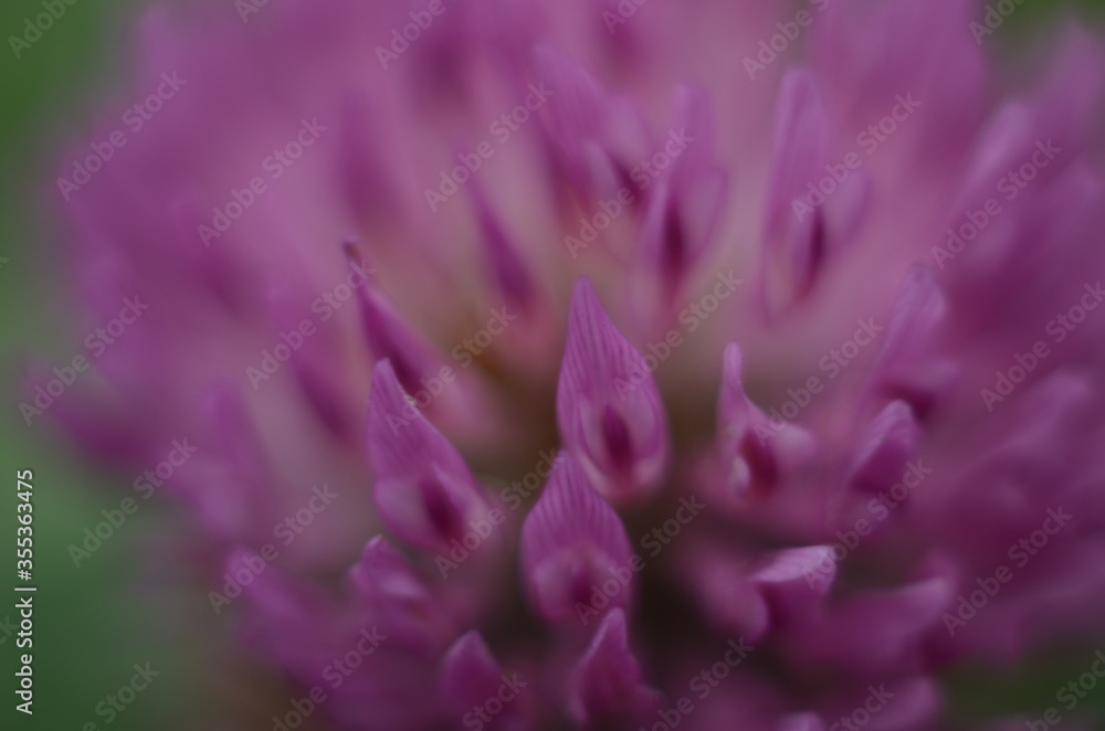 Soft focus macro picture of beautiful drops of water morning dew on petal of gentle pink clover flower in nature. Soft focus macro picture of beautiful drops of water morning dew on petal of gentle pink clover flower in nature.