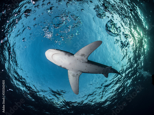 oceanic white tip shark circling at the surface