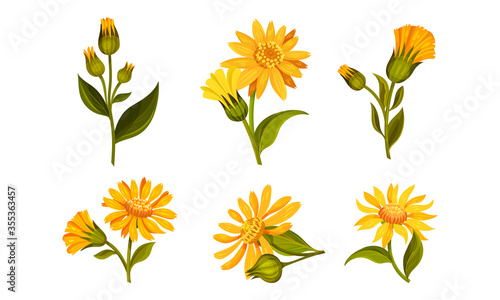 Arnica Yellow or Orange Flower Head with Long Ray Florets on Green Stem Vector Set