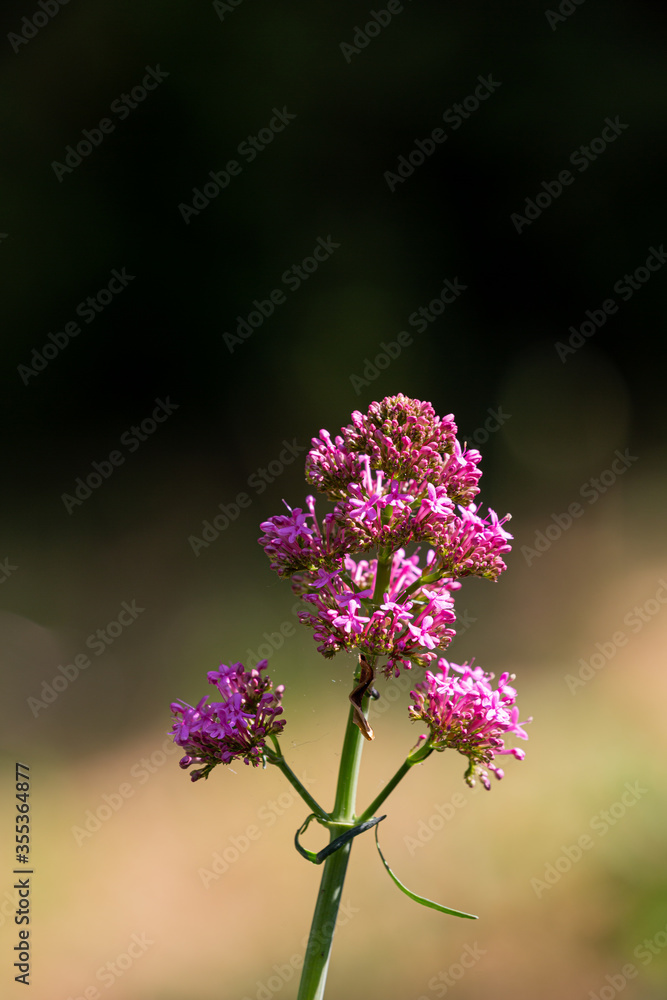 Fototapeta premium Petal of blooming flower in the spring