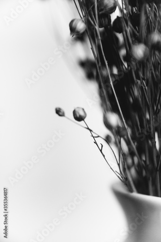 studio photo black and white flowers and plants,flowers on white background
