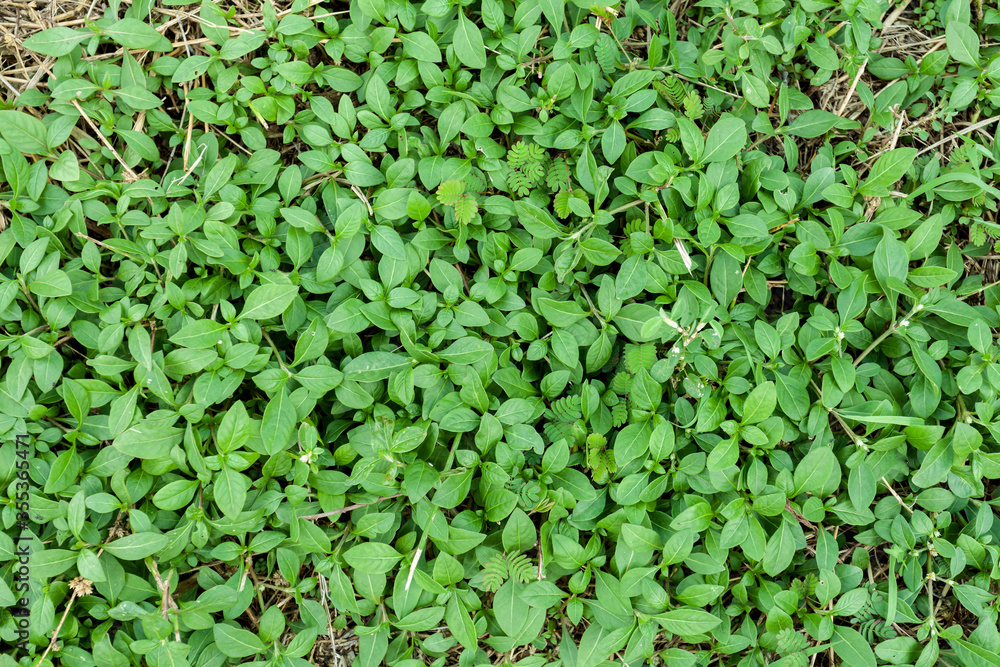 Obraz premium green leaves background